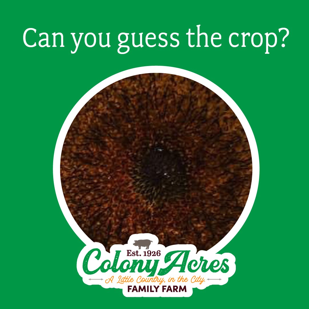 Can you guess which crop is hiding in this close-up photo?? Let us know your guesses in the comments below! 👇 Here’s a hint: We grow them right here on the farm! Get your guesses in before the reveal tomorrow morning!