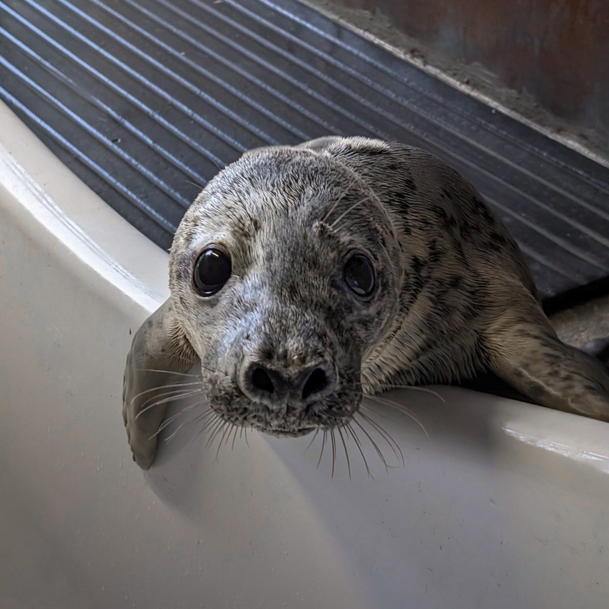 Sheelin is in her healing era 💖 Sheelin is now available for adoption as part of our Two for One Paddy's Day special!☘️Don't miss out, visit, sealrescueireland.org/product/adopt/ #sealrescue #marineconservation