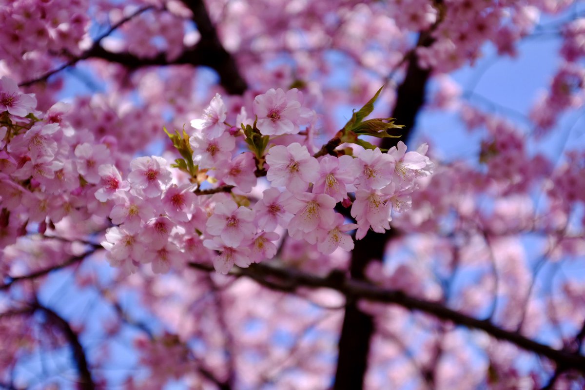 sweety1515's tweet photo. 葵桜
今年は例年より2週間早く咲いたようです。
色鮮やかな桜。
きれいですね。
#河津桜 #葵桜 #鮮やか #早咲きの桜 #富士フイルム #x100f #fujifilm #fujifilm_xseries https://t.co/fJNlSQH8Hy
