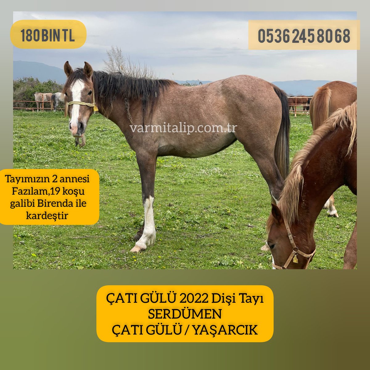 MetinMfg's tweet photo. #Serdümen, #Yılmabaşar #Taykut taylarına ↖ #varmitalip #TercihliKısraklar #GebeKısraklar #ArapTaylar #İngilizTaylar #Yearling #ArabianHorses #Stallion #SatilikAtlar 05362458068 @varmitalip https://t.co/mpF6iqCR6Q
