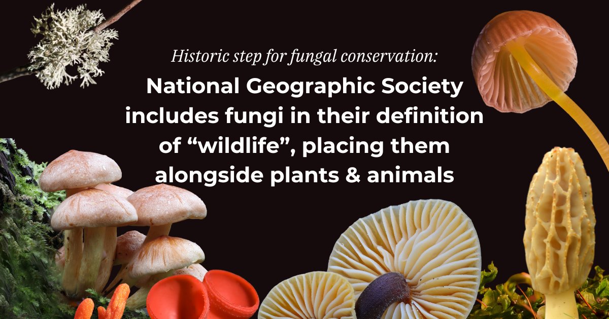 Historic step in fungal research! @insidenatgeo has changed their definition of 'wildlife' to include fungi, declaring mycology as an area of interest for research & supporting it with access to grants worldwide! Read more about it on our web 👇🏽ffungi.org/blog/historic-…