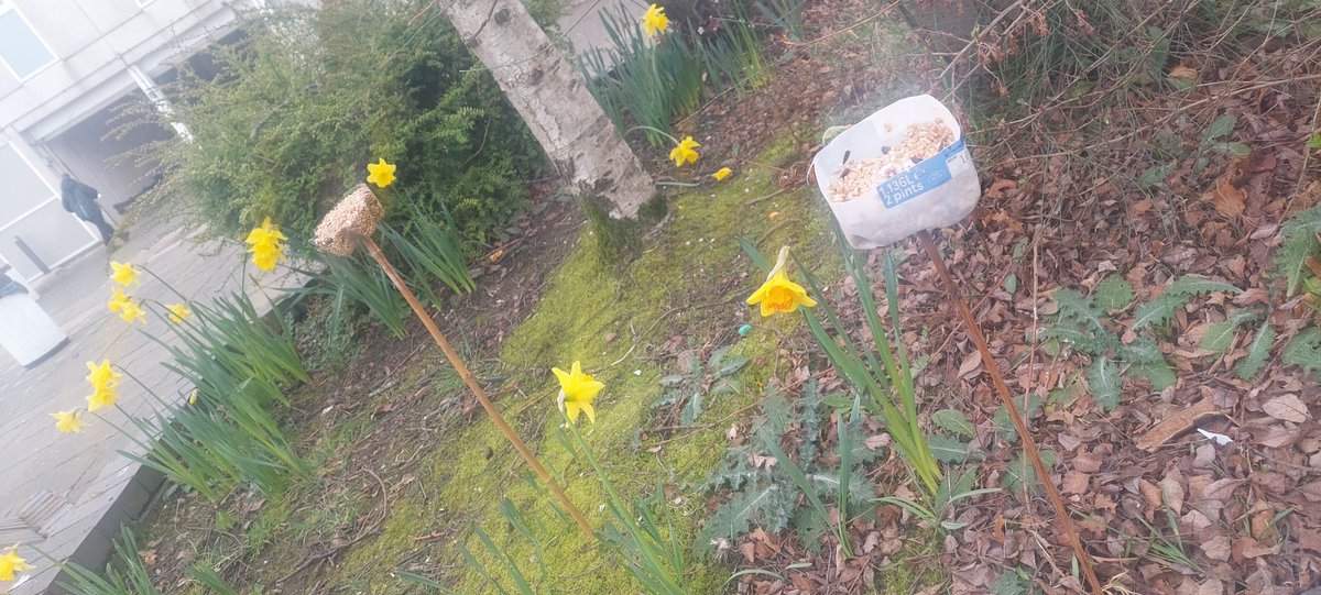 New bird feeders from recycled bottles courtesy of the Sustainability champions in our Eco group!  <a href="/BannermanHigh/">BannermanHigh School</a> <a href="/EdScotLfS/">EdScot LfS</a> <a href="/LfSScotland/">Learning for Sustainability Scotland</a>