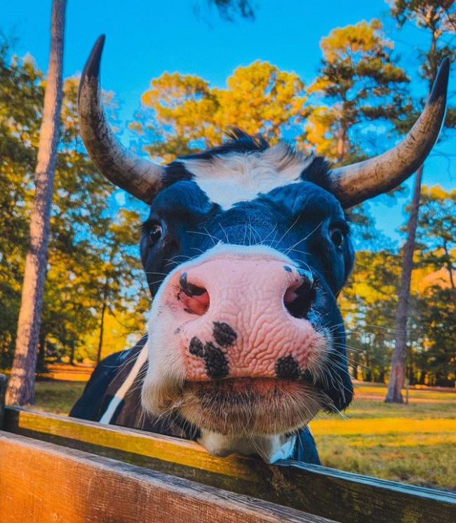sisurefuge's tweet photo. The face you make when you know the apples and cookies are coming 😋🥰🐮🍎 https://t.co/5k4Wy4fY3D