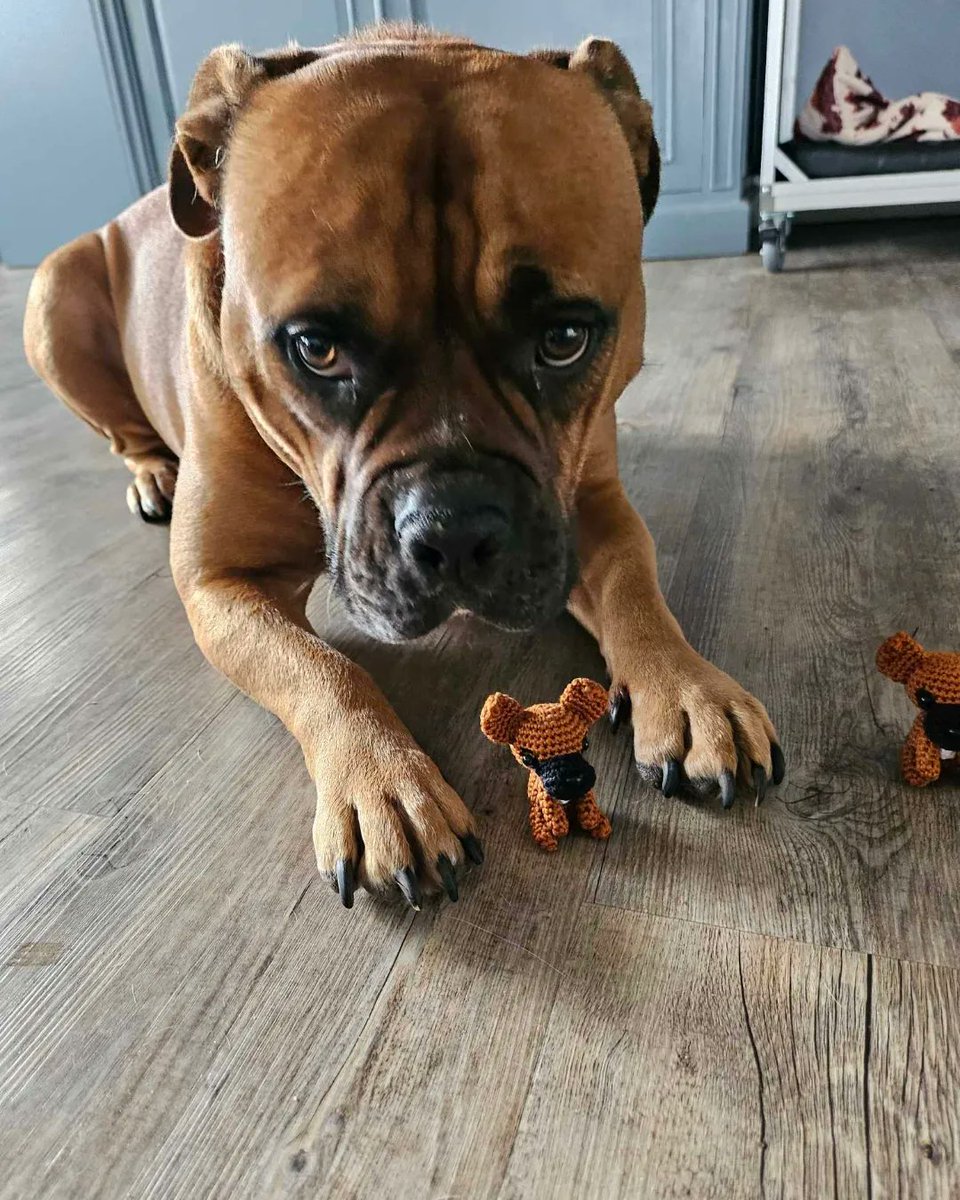 Ik heb weer iemand heel blij kunnen maken met een mini hondje. Deze keer is het Moos, de Old Englisch Bulldog geworden. #haken #Amigurumi #hond #haakgek