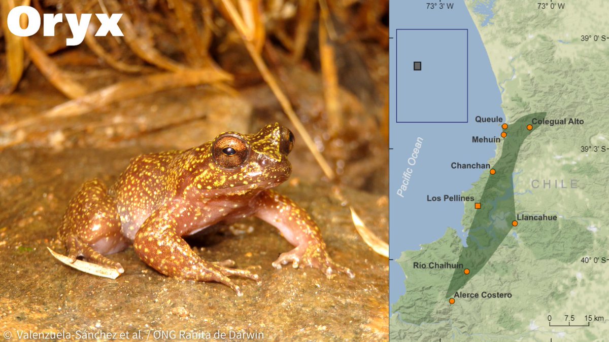 Oryx (@oryxthejournal) on Twitter photo Valenzuela-Sánchez et al. record a new population of the Endangered Barrio's #frog in Chile, only the 8th known locality of this <a href="/EDGEofExistence/">EDGE of Existence</a> species. Their study highlights the importance of partnerships between private landowners & conservationists🐸 doi.org/mk4t Valenzuela-Sánchez et al. record a new population of the Endangered Barrio's #frog in Chile, only the 8th known locality of this <a href="/EDGEofExistence/">EDGE of Existence</a> species. Their study highlights the importance of partnerships between private landowners & conservationists🐸 doi.org/mk4t