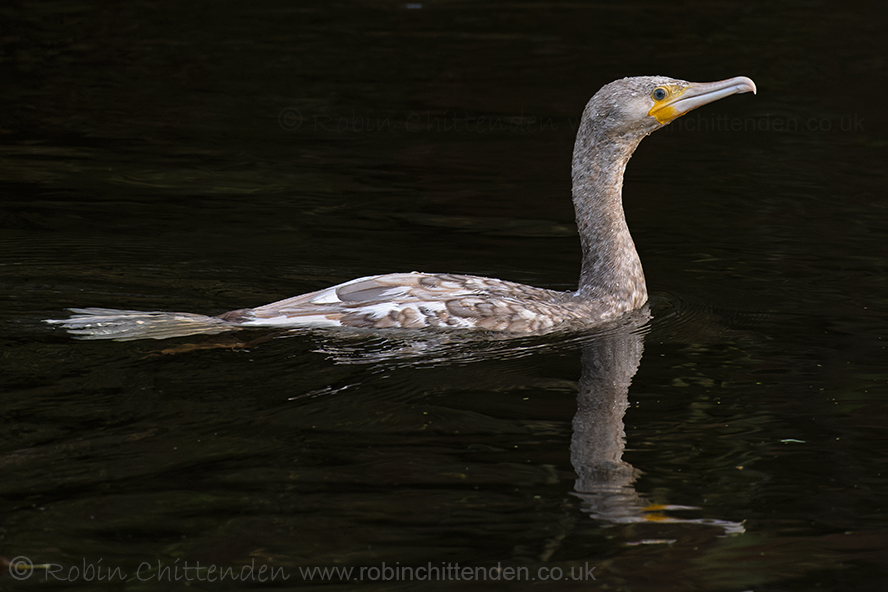 The latest 'Wildlife Roundup' has been published in the Spring issue of the @NorfolkWT 'Tern' magazine. Read a pre-edited version at robinchittenden.co.uk by scrolling down to the relevant heading under 'Bird & Wildlife photographs'. Cormorant Norwich November 2023