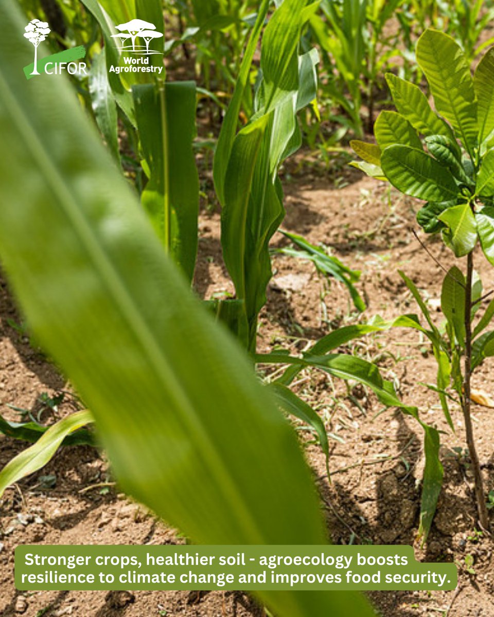 Agroecology aims to create more resilient, productive, and equitable food systems. it’s got clear potential as a catalyst for positive change that could lay the groundwork for long-term sustainable agriculture in Africa. Read more: bit.ly/4c4N7OC #TreesPeoplePlanet