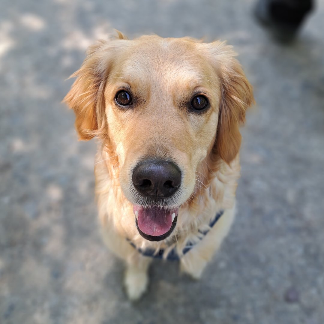 CornDollyXx56's tweet photo. A cute Tongue Out Tuesday for everyone today 💗

#CrazyCreamAdventureSeries #ChildrensBooks #TheLegendOfChildersForest #PoppyLovesDevon #PoppyOnSafari https://t.co/c5JzmpcCek