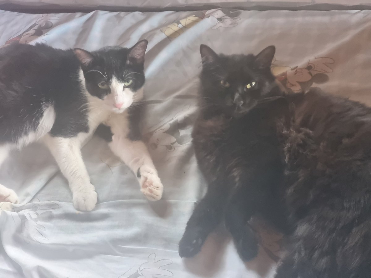 LapisoPiso's tweet photo. La reina y el rey de la casa 🐱🐱 https://t.co/OP6IFBsBrs