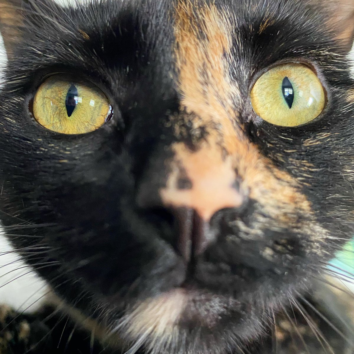 ColeTheBlackCat's tweet photo. “Hello cat people, I was told it’s Tortie Tuesday… so here’s a close up of my cute face, enjoy!” - Ziggy 💛🖤

#TortieTuesday #CatsOfTwitter https://t.co/JWF5aTXtJ2