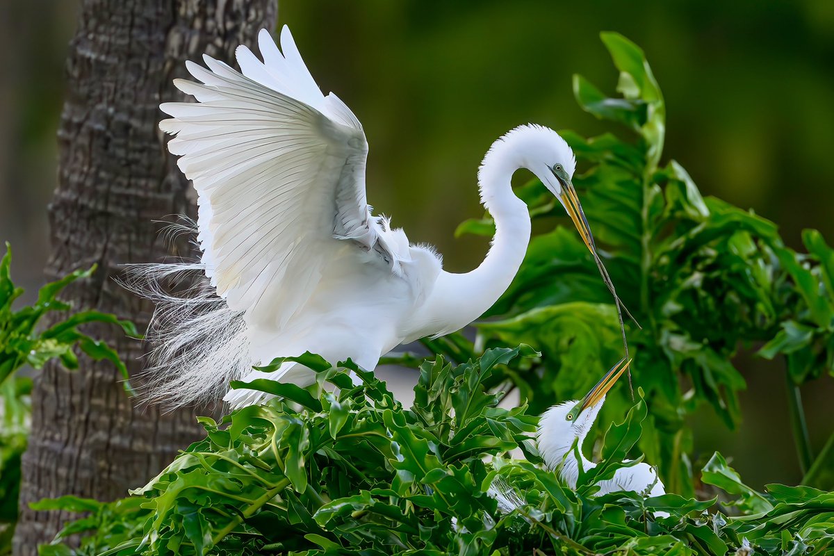 Great Egret brings a branch to the nest, a token of affection for his mate. @NikonUSA Z 9, 600mm f/4 TC lens. ☀️ #nikonambassador #nikonpro #birdphotography