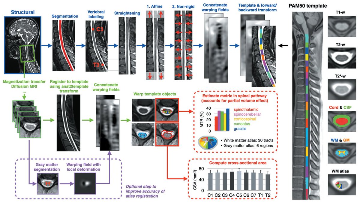 Interested in reproducible spinal cord quantitative MRI analysis with the Spinal Cord Toolbox? Check out this latest publication 👇 doi.org/10.2463/mrms.r…