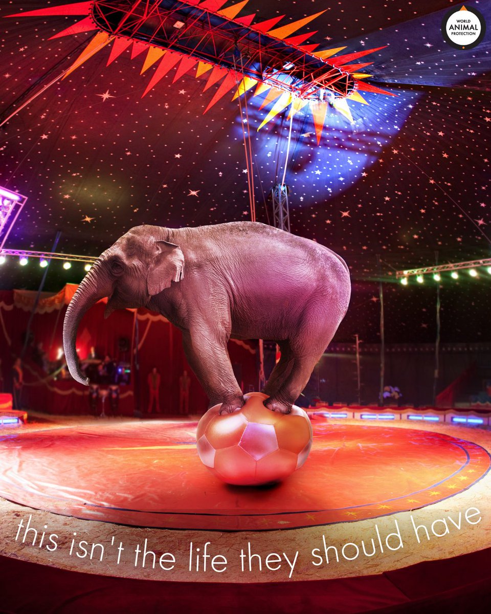MoveTheWorldUS's tweet photo. Animals are not clowns. They don't belong in the circus. #BoycottTheCircus 🐘🎪 https://t.co/PzJrkU4cuk