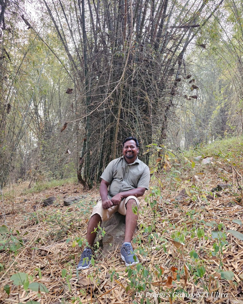 prabhucdr's tweet photo. மூங்கில் காடுகளே 🙂❤️ https://t.co/qHPKVHtttG