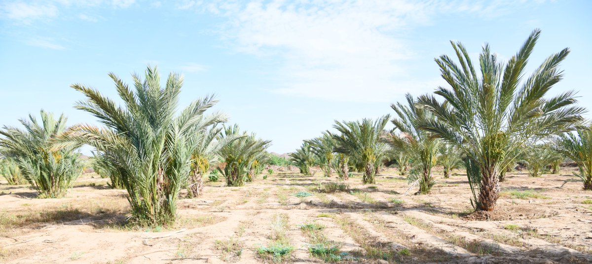 Learn more: #Eritrea Date Palm Sector 📌 Read the full article here: bit.ly/4aduiXL This journey towards a flourishing date palm sector signifies significant economic progress & serves as a sustainable approach to empowering communities & combating #climatechange.