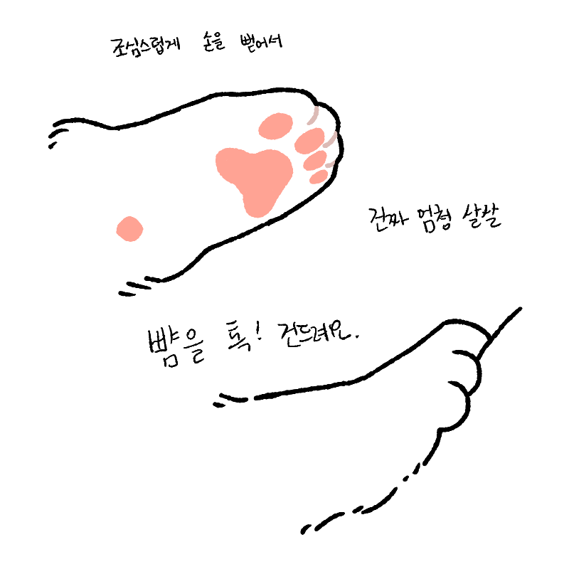 Popoto_nya's tweet photo. 우리집 막내 고양이 완전 귀여움 https://t.co/njJctfL1mn