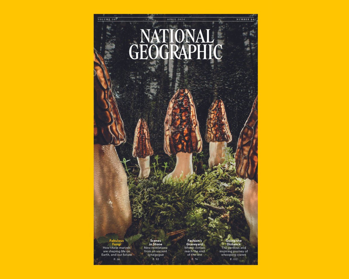 1st cover story on fungi in @natgeo's +130 year history! Edition features 4 articles on fungi & commitment by @insidenatgeo to fungal research grants. It also includes a story on the 3F Initiative led by @FungiFoundation NYU MOTH Rights & @MerlinSheldrake So proud of this 🍄✊🏾😊