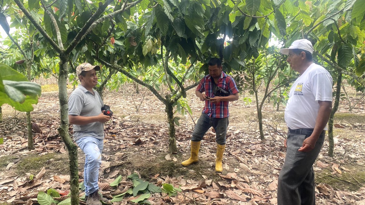 Agricultura_CZ7's tweet photo. #ElOro | A través de técnicos #PIATER del componente agrícola, capacitamos en temas como:
📝Control fitosanitario
📝 Nutrición sólida 
📝 Nutrición líquida,
en el cultivo de cacao, a productores del sitio 27 de enero del cantón #SantaRosa 
#ElNuevoEcuador 👩‍🌾🧑🏻‍🌾🤝 https://t.co/l8ScX9msP6