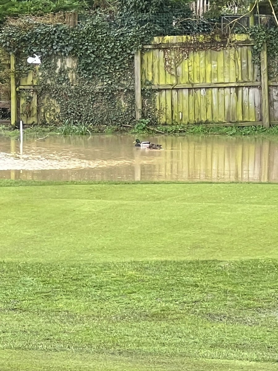 ToftGolfClub's tweet photo. Great day for the ducks!
#toftgolfclub #wintergolf #duckday #greenkeeping #summersoon https://t.co/4JEQn1Nvnd