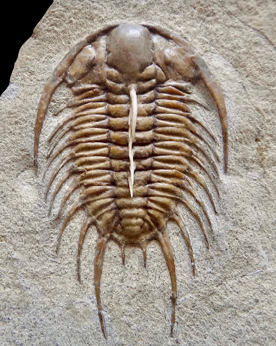 It’s #TrilobiteTuesday! Pictured is a well-preserved 3-in- (7.6-cm-) long Olenoides. Specimens, like this one from the Middle Cambrian, appear in sedimentary outcrops around the globe—from Utah to Wyoming and British Columbia to Siberia.
