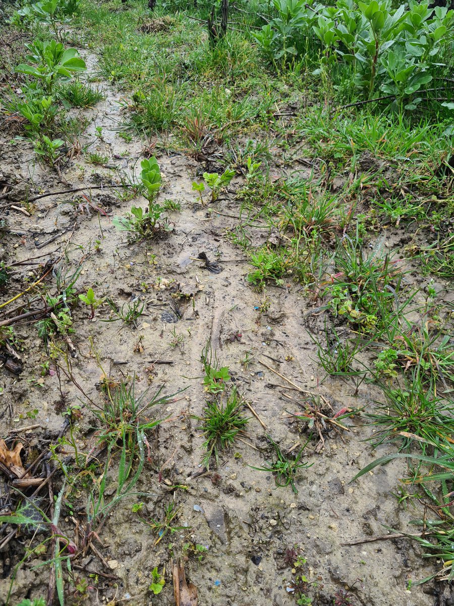 benoit51390's tweet photo. C'est sûr, lui 🦌 n'est pas équipé de @Michelin !
D'ailleurs, s'il arrêté de manger les #CouvertsVégétaux dans cette route, il ne glisserait pas et aurait les sabots au propre!🤓
#Champagne
📍#Vrigny
📌#LesFormonts
🍇#Meunier https://t.co/yLcwBpMCta
