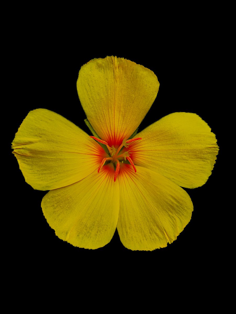 RajeshRKurup1's tweet photo. Yellow blooms brighten even the dullest days..
Shot on @nothing Phone (2)
Just another try 🙂
Powered By @Snapdragon @nothingindia
#ShotOnSnapdragon #withNothing #UnitedBySnapdragon @nothingarabia
#NothingPhone2a
#ShotOnSnapdragon
#SnapdragonCovers @getpeid @AkisEvangelidis https://t.co/Ep4eXv0kXb