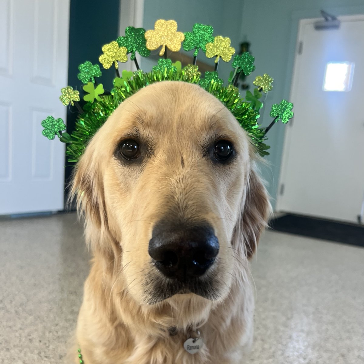 St. Hubert's Animal Welfare Center (@sthubertsanimal) on Twitter photo You can't tell from her poker face, but Ramona is PSYCHED for the St. Patrick’s Day "pawty" this Saturday from 1-3 pm at our new Doggy Day Camp in Branchburg. Vaccinated and leashed dogs are welcome! There will be tours, music, games, prizes and more! RSVP at ddc2@sthuberts.org. You can't tell from her poker face, but Ramona is PSYCHED for the St. Patrick’s Day "pawty" this Saturday from 1-3 pm at our new Doggy Day Camp in Branchburg. Vaccinated and leashed dogs are welcome! There will be tours, music, games, prizes and more! RSVP at ddc2@sthuberts.org.