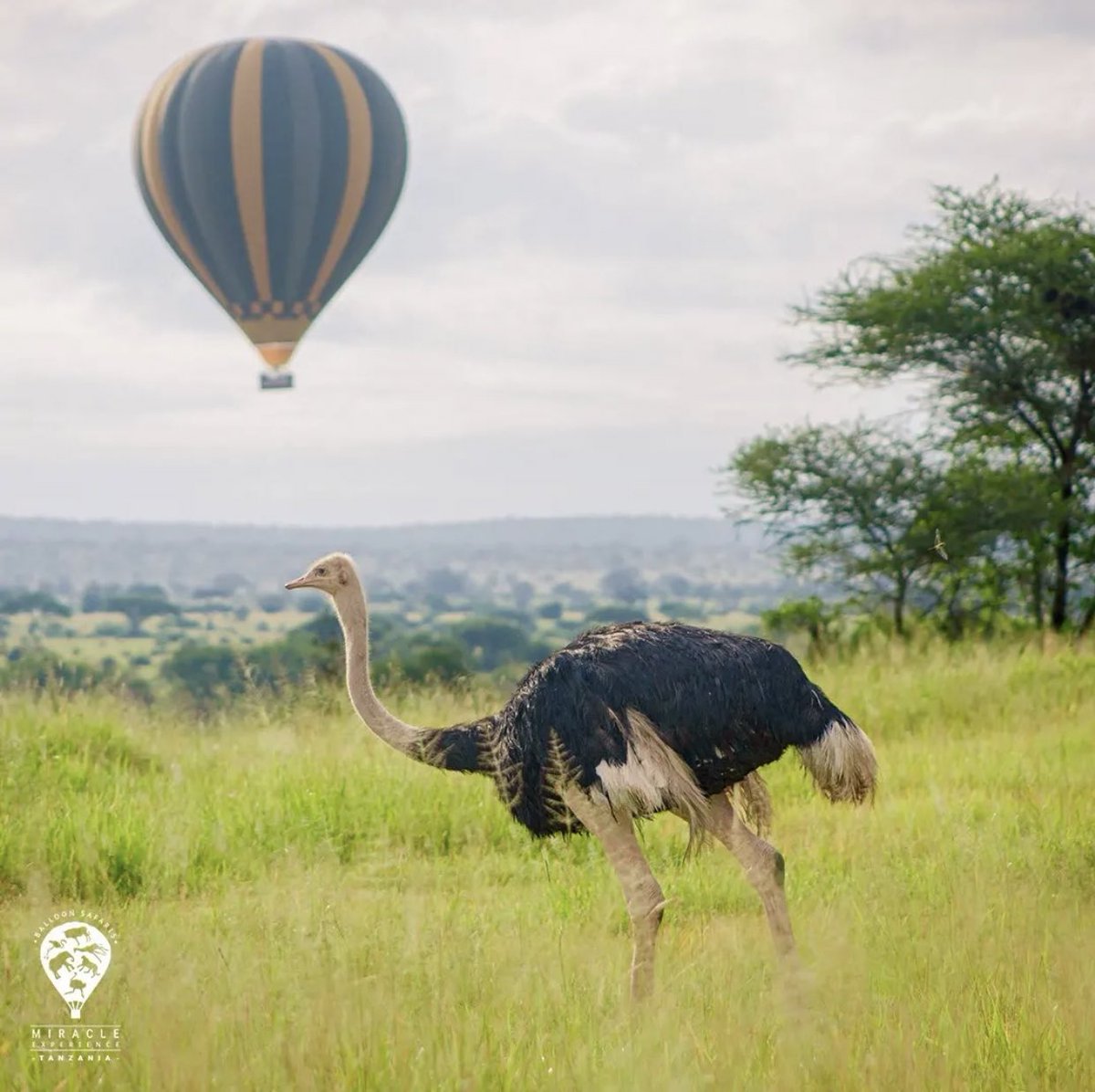 SafariGateway_'s tweet photo. Serengeti is a must visit destination this year, start booking for your safaris 

WhatsApp 0777232747/ 0753505750

📍Serengeti National Park, Tanzania 🇹🇿 https://t.co/gZ4vFTYRfy