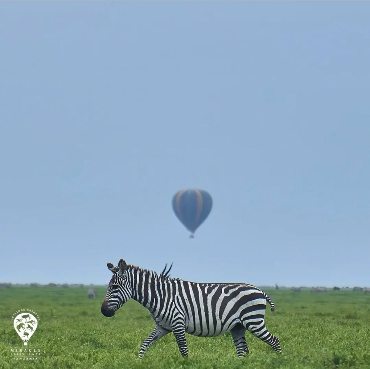 SafariGateway_'s tweet photo. Serengeti is a must visit destination this year, start booking for your safaris 

WhatsApp 0777232747/ 0753505750

📍Serengeti National Park, Tanzania 🇹🇿 https://t.co/gZ4vFTYRfy