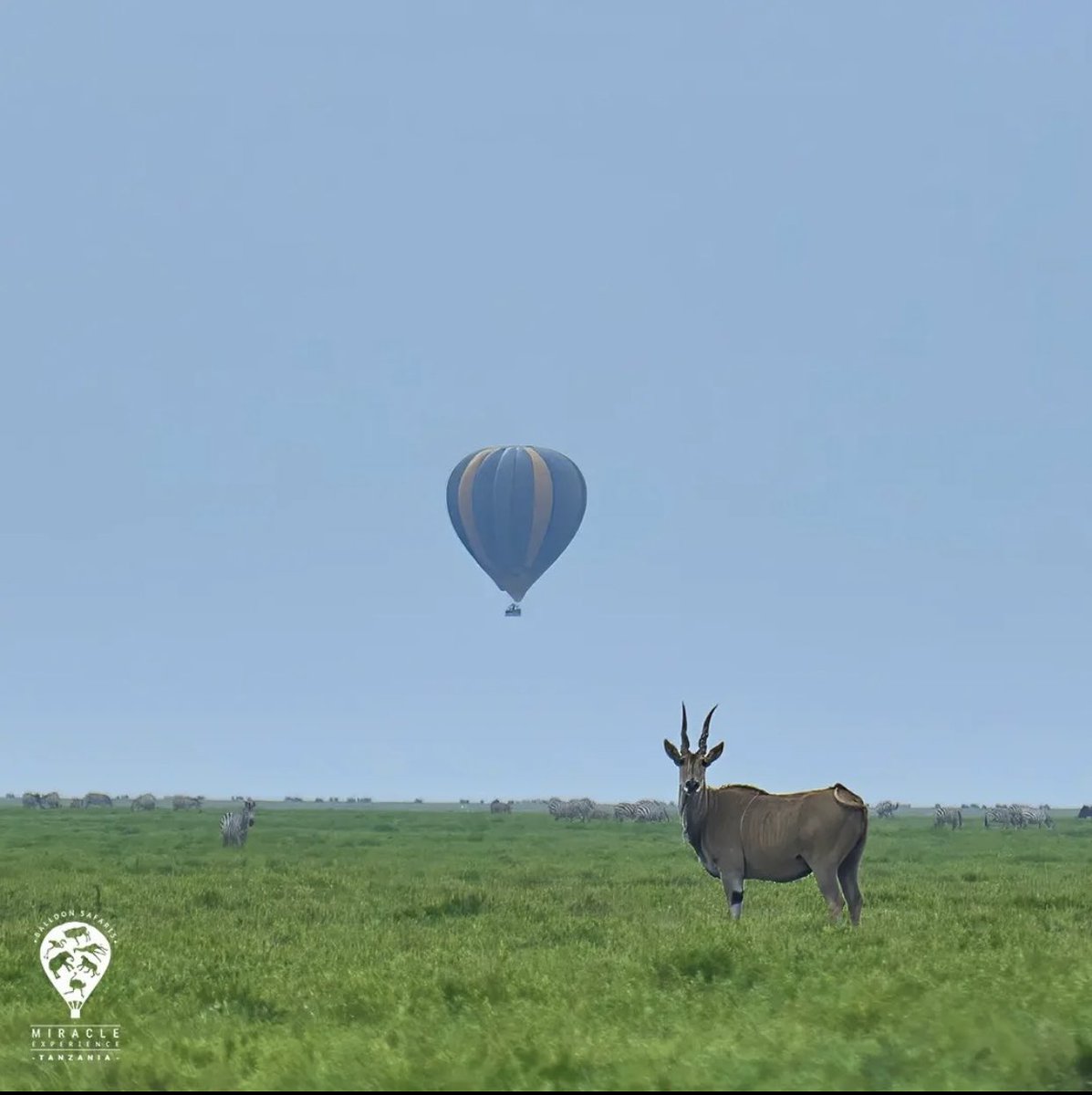 SafariGateway_'s tweet photo. Serengeti is a must visit destination this year, start booking for your safaris 

WhatsApp 0777232747/ 0753505750

📍Serengeti National Park, Tanzania 🇹🇿 https://t.co/gZ4vFTYRfy