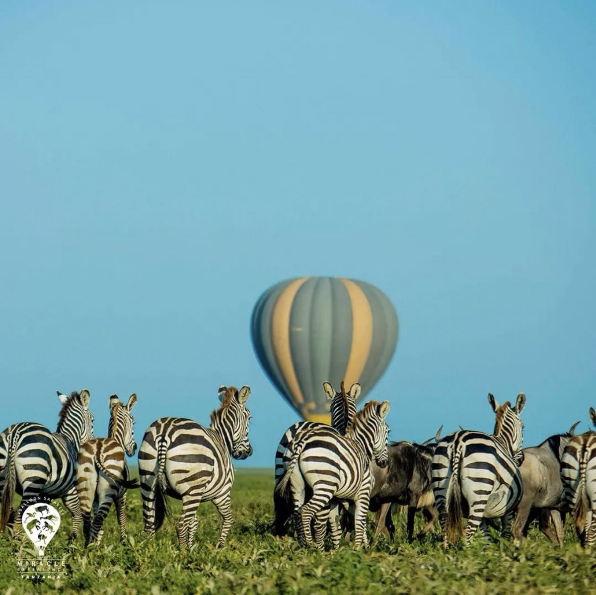 SafariGateway_'s tweet photo. Serengeti is a must visit destination this year, start booking for your safaris 

WhatsApp 0777232747/ 0753505750

📍Serengeti National Park, Tanzania 🇹🇿 https://t.co/gZ4vFTYRfy