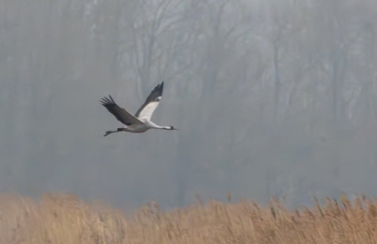 Crane, one of a breeding pair, coming in for shift changeover on the nest @Lincsbirding @LWTWildNews