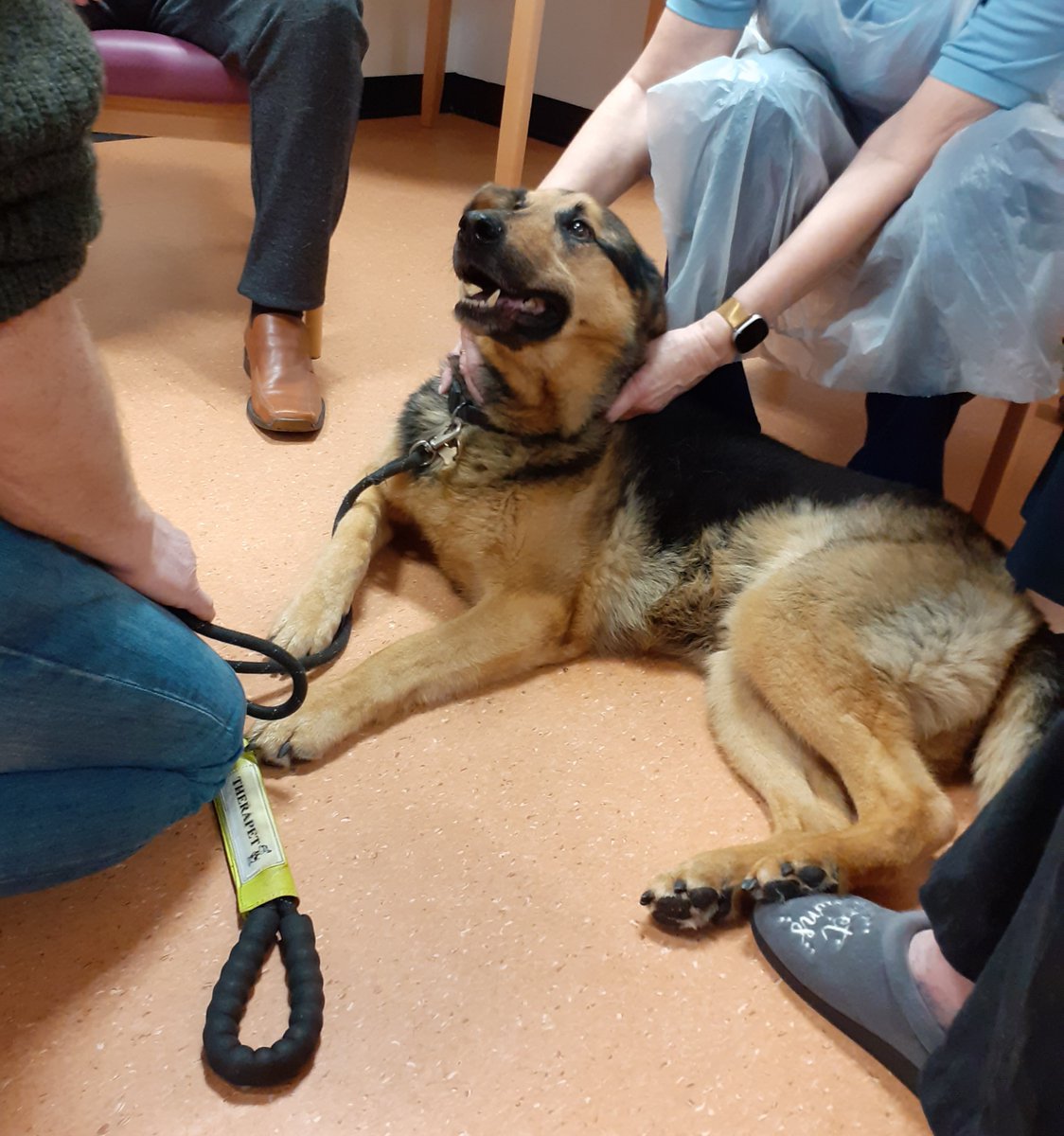 NHSLVolunteers's tweet photo. We had a lovely visit to St John's Hospital today from @CanineConcern @TherapetC #volunteer Mark and his Therapet dog Didi who thoroughly enjoyed his visit as you can see from the photos. Thank you Mark and Didi #pettherapy #happydog @NHS_Lothian @LothianSjh https://t.co/C1pEAu18ha