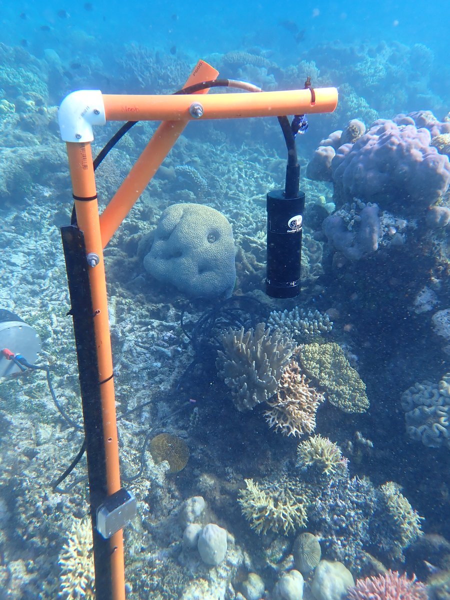 Sophie Nedelec (@sophienedelec) on Twitter photo 🚨🚨🌊PhD alert! Fully funded PhD position with me, <a href="/DardenSafi/">Safi Darden</a> and <a href="/ashleelillis/">Ashlee Lillis</a> with fieldwork investigating the bioacoustics and behavioural ecology of snapping shrimp on the Great Barrier Reef and their role in reef resilience! exeter.ac.uk/study/funding/… Pls RT 🚨🚨🌊PhD alert! Fully funded PhD position with me, <a href="/DardenSafi/">Safi Darden</a> and <a href="/ashleelillis/">Ashlee Lillis</a> with fieldwork investigating the bioacoustics and behavioural ecology of snapping shrimp on the Great Barrier Reef and their role in reef resilience! exeter.ac.uk/study/funding/… Pls RT