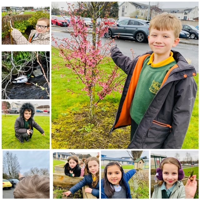 wlstnicholasps1's tweet image. Primary 2 enjoyed hearing a lovely Spring story about a duck at the library today so on the way back to school we decided to look for signs of Spring. We found quite a few! #sciencestnics #lovereadingstnics