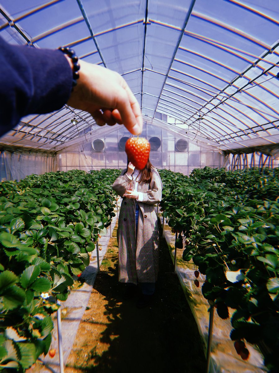 m__kake's tweet photo. 人生初 いちご狩り🍓 https://t.co/51LytQvUFQ