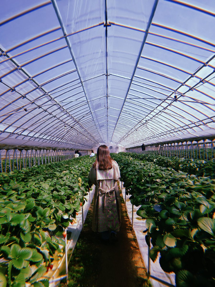 m__kake's tweet photo. 人生初 いちご狩り🍓 https://t.co/51LytQvUFQ