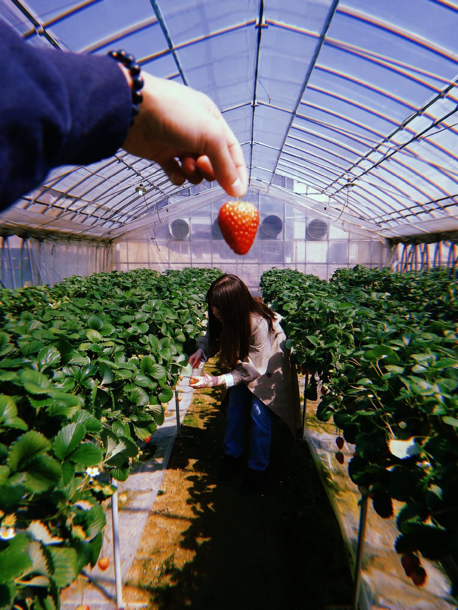 m__kake's tweet photo. 人生初 いちご狩り🍓 https://t.co/51LytQvUFQ