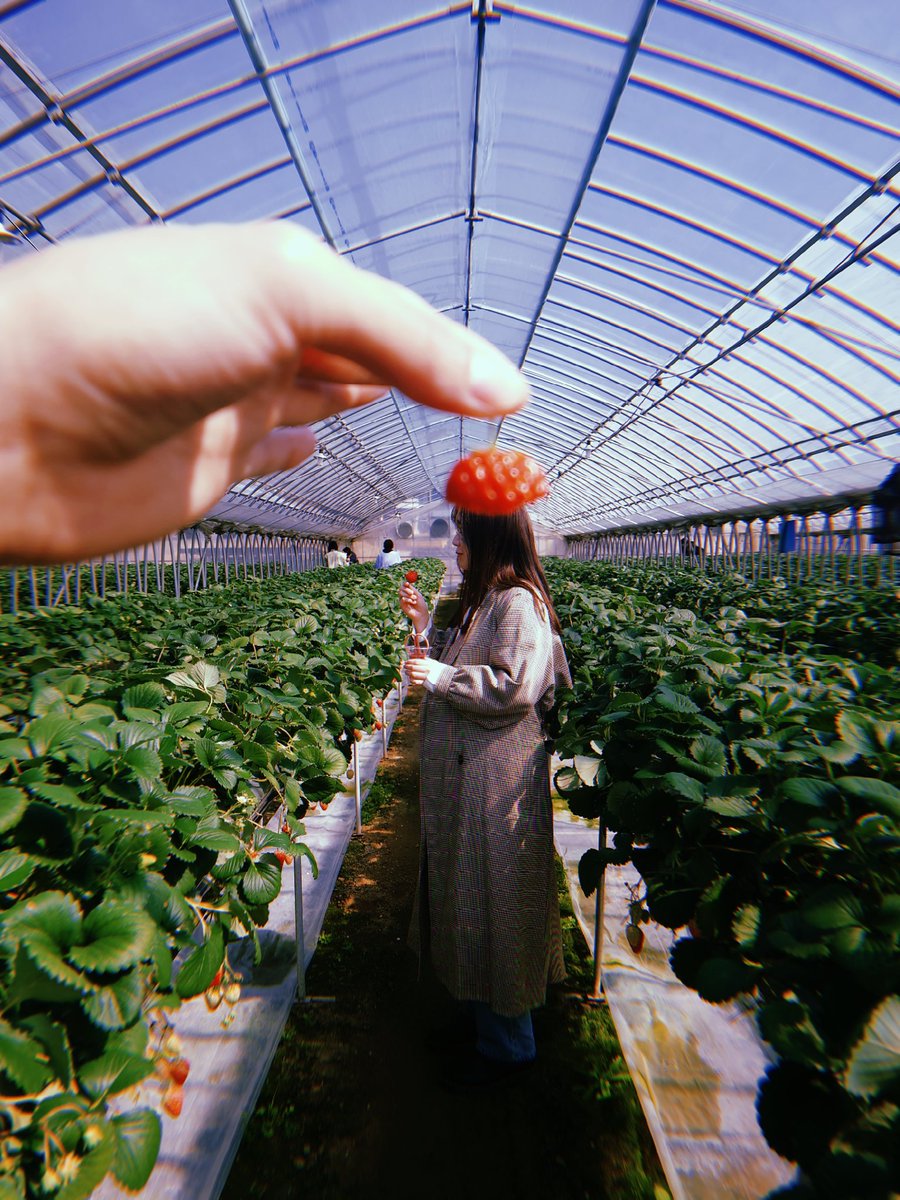 m__kake's tweet photo. 人生初 いちご狩り🍓 https://t.co/51LytQvUFQ