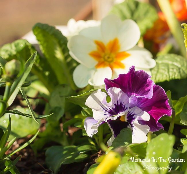 MomentsintheG's tweet image. My Spring plant collection.  Following purchases from the Greenery I have been busy making up my Spring themed containers which are currently in my greenhouse.  #spring #springflowers #springplants #springbulbs #hellebore #primrose #pansy  #dianthus #momentsinthegardenphotography
