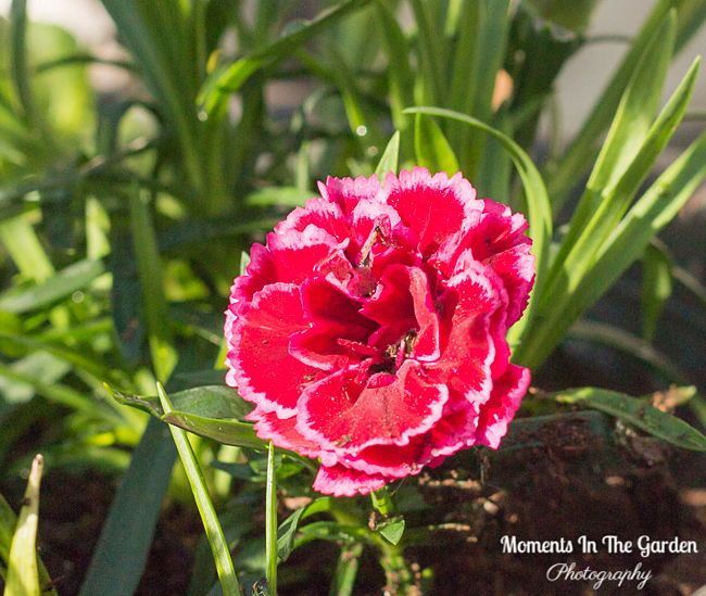 MomentsintheG's tweet image. My Spring plant collection.  Following purchases from the Greenery I have been busy making up my Spring themed containers which are currently in my greenhouse.  #spring #springflowers #springplants #springbulbs #hellebore #primrose #pansy  #dianthus #momentsinthegardenphotography