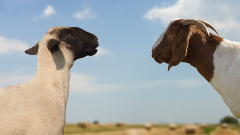 ClariFlyCentral's tweet photo. A proactive approach to #flymanagement is crucial as house flies spread disease, and even 50 to 60 stable flies per animal can impact health and performance of #sheep and #goats. #ClariFly https://t.co/aaB8rZUVig https://t.co/oGM8Swflx4