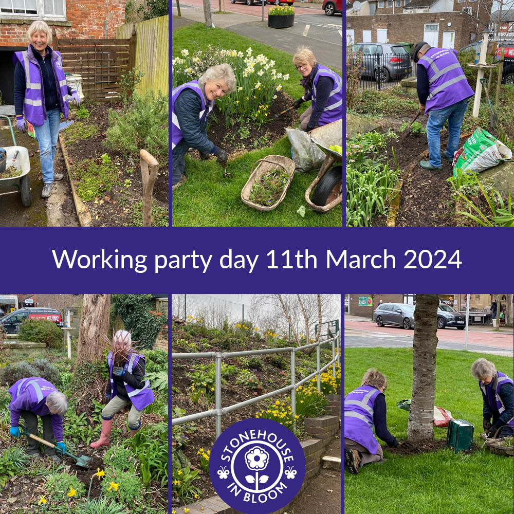 StonehouseBloom's tweet photo. Working Party Day 11th March 2024 - Weeding, weeding and more weeding was the main task for our SIB 'Swat Team' yesterday. After which the team of friends supped a well earned cuppa! #RHSBritaininBloom #UKFinals #RHSBloom60 @HOEInBloom @RHSBloom https://t.co/ly6IIXsn98