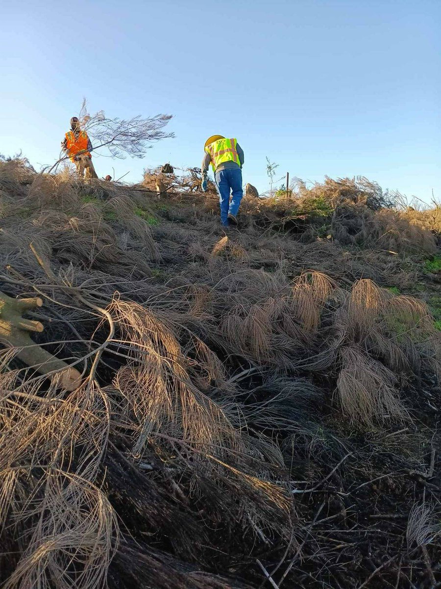 Candelaria and her coworkers are picking up fallen trees and tumbleweeds to make way for the vegetable planting in San Lucas CA. The field must be clear of all debris before they can start disking it for the spring planting. #WeFeedYou