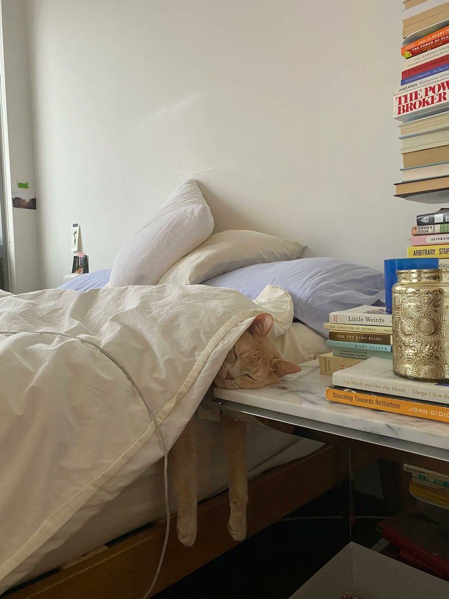 Why you should have a cat (@shouldhavecat) on Twitter photo 