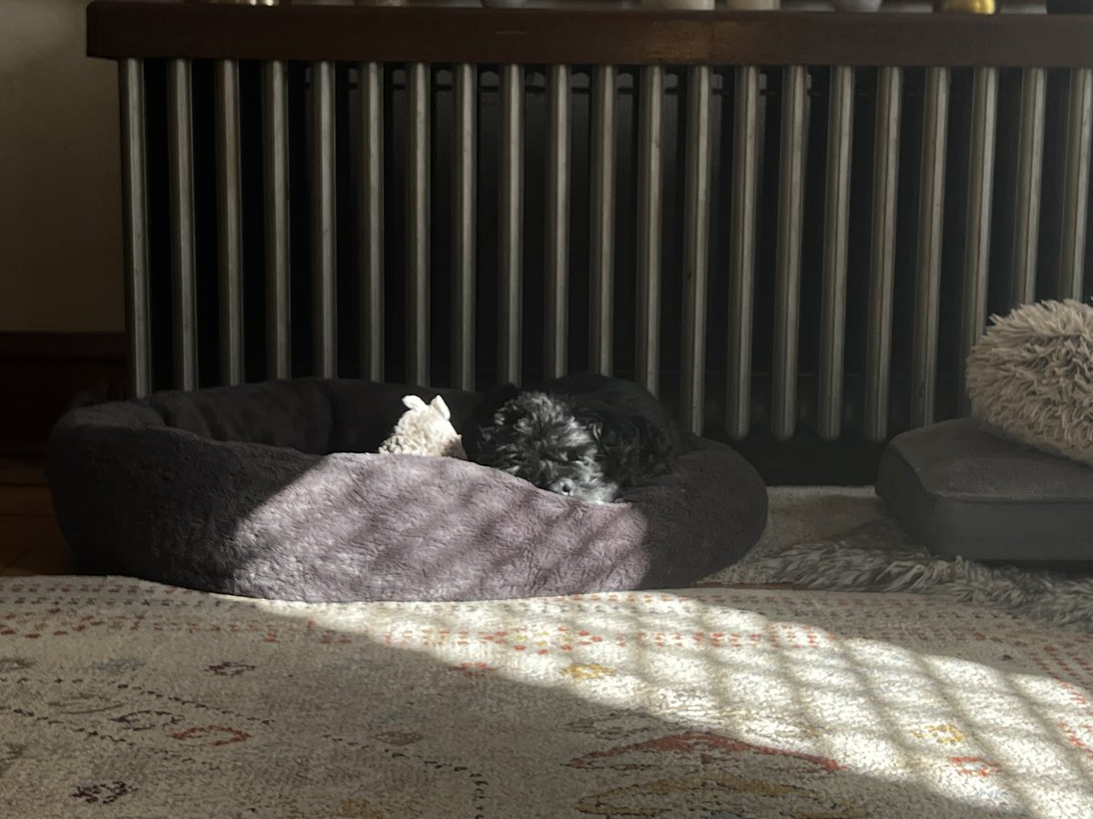 x_factor's tweet image. Sorry I’m late boss I had to take 500 pictures and videos of my adorable
senior dog snoozing in perfect morning sunshine