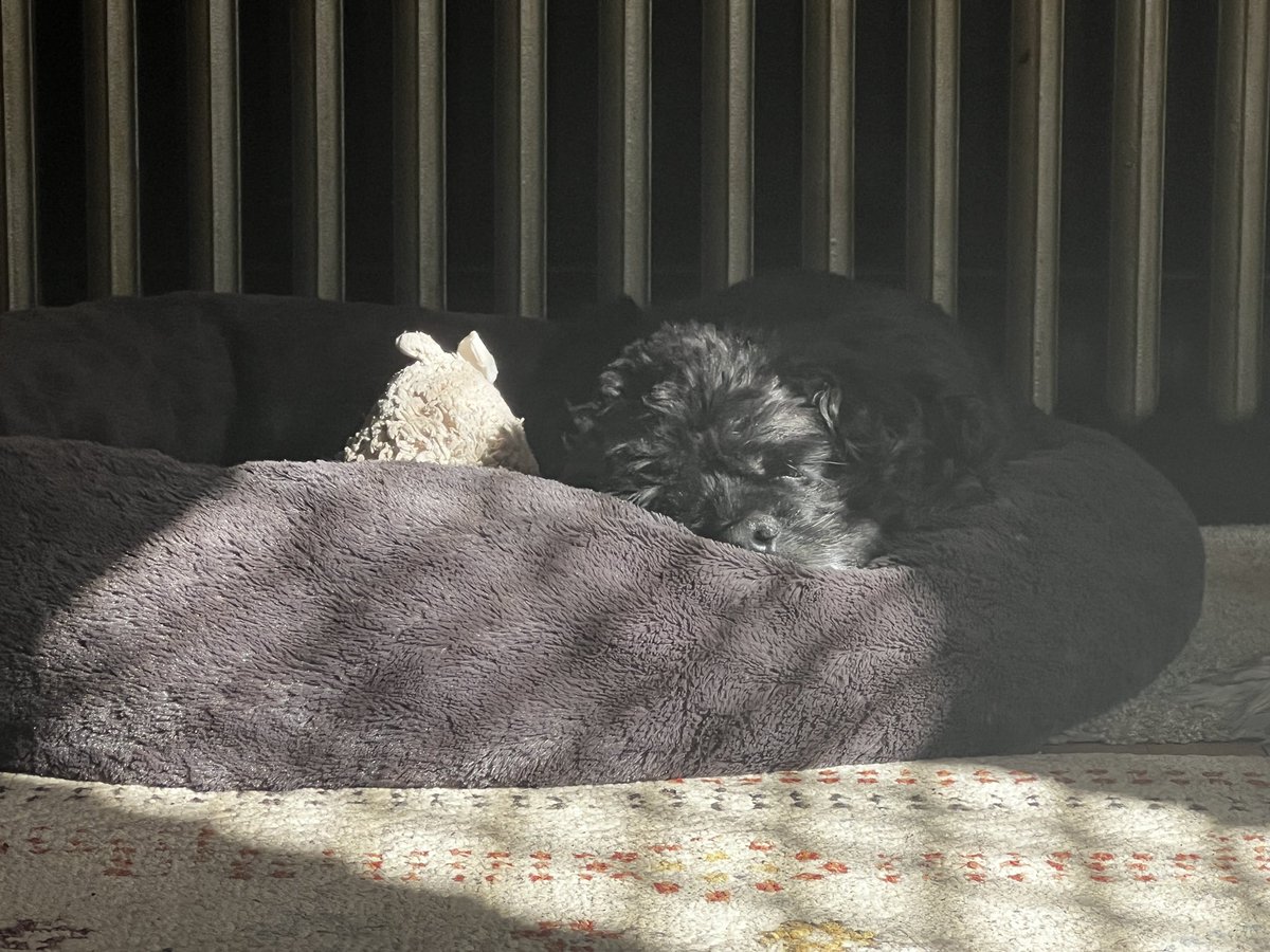 x_factor's tweet image. Sorry I’m late boss I had to take 500 pictures and videos of my adorable
senior dog snoozing in perfect morning sunshine