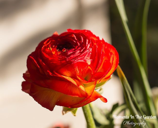 MomentsintheG's tweet image. My Spring plant collection.  Following purchases from the Greenery I have been busy making up my Spring themed containers which are currently in my greenhouse.  #spring #springflowers #springplants #springbulbs #hellebore #primrose #pansy  #dianthus #momentsinthegardenphotography