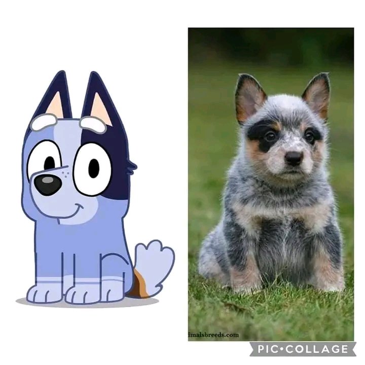Hilo de personajes de Bluey como perros reales 🌱