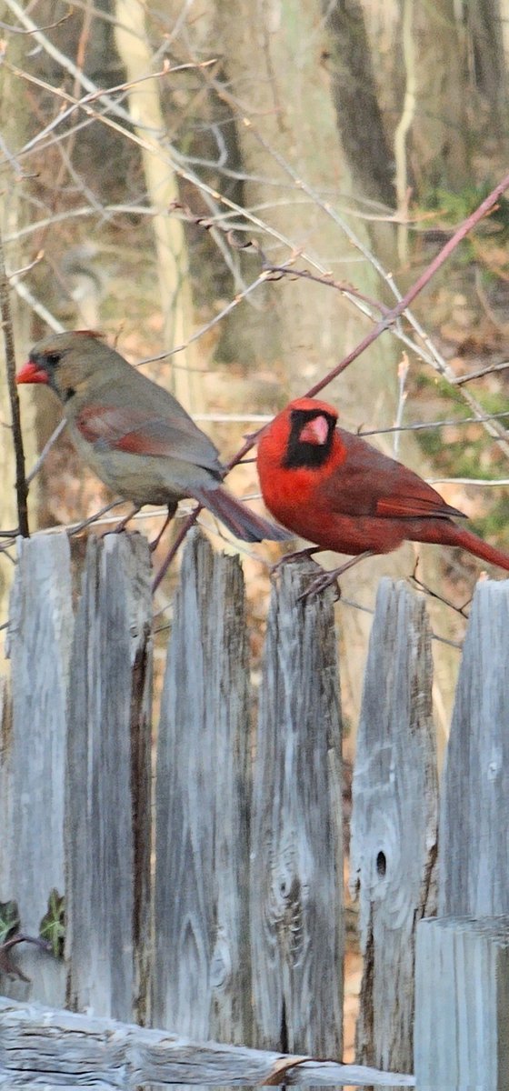 The Renaissance Garden Guy tweet media